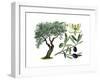 Olive (Olea Europaea)-Giglioli E.-Framed Giclee Print