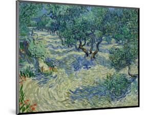 Olive Orchard, 1889-Vincent van Gogh-Mounted Art Print