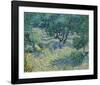 Olive Orchard, 1889-Vincent van Gogh-Framed Art Print