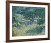 Olive Orchard, 1889-Vincent van Gogh-Framed Art Print