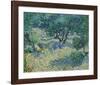 Olive Orchard, 1889-Vincent van Gogh-Framed Art Print