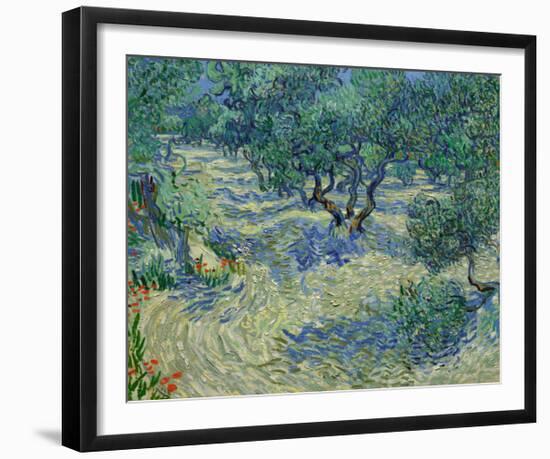 Olive Orchard, 1889-Vincent van Gogh-Framed Giclee Print