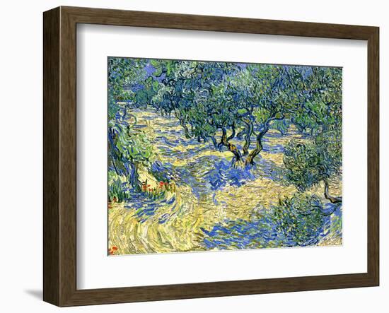 Olive Orchard, c.1889-Vincent van Gogh-Framed Giclee Print