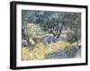 Olive Orchard, c.1889-Vincent van Gogh-Framed Giclee Print
