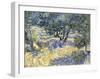 Olive Orchard, c.1889-Vincent van Gogh-Framed Giclee Print