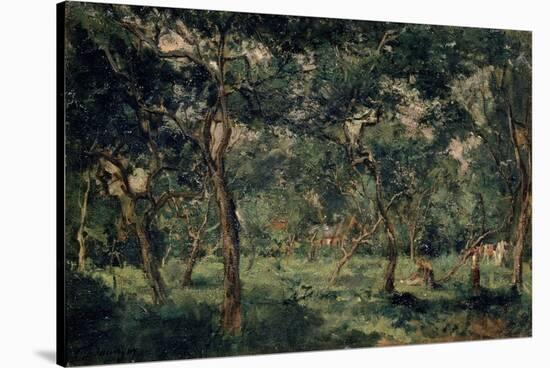 Olive Orchard, Early 1870S-Charles François Daubigny-Stretched Canvas