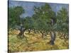 Olive Orchard Mid-June, 1889-Vincent van Gogh-Stretched Canvas