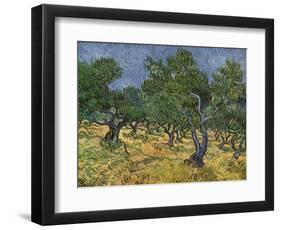 Olive Orchard Mid-June, 1889-Vincent van Gogh-Framed Premium Giclee Print