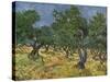 Olive Orchard Mid-June, 1889-Vincent van Gogh-Stretched Canvas