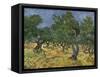 Olive Orchard Mid-June, 1889-Vincent van Gogh-Framed Stretched Canvas