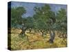 Olive Orchard Mid-June, 1889-Vincent van Gogh-Stretched Canvas
