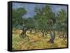 Olive Orchard Mid-June, 1889-Vincent van Gogh-Framed Stretched Canvas