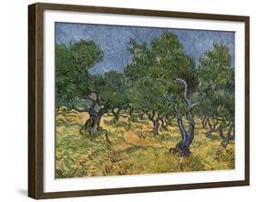 Olive Orchard Mid-June, 1889-Vincent van Gogh-Framed Giclee Print