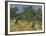 Olive Orchard Mid-June, 1889-Vincent van Gogh-Framed Giclee Print