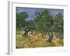 Olive Orchard Mid-June, 1889-Vincent van Gogh-Framed Giclee Print