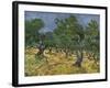 Olive Orchard Mid-June, 1889-Vincent van Gogh-Framed Giclee Print