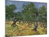 Olive Orchard Mid-June, 1889-Vincent van Gogh-Mounted Giclee Print