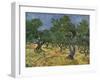 Olive Orchard Mid-June, 1889-Vincent van Gogh-Framed Giclee Print