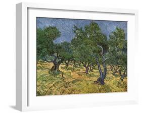 Olive Orchard Mid-June, 1889-Vincent van Gogh-Framed Giclee Print