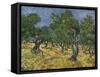 Olive Orchard Mid-June, 1889-Vincent van Gogh-Framed Stretched Canvas