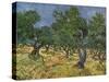 Olive Orchard Mid-June, 1889-Vincent van Gogh-Stretched Canvas