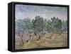 Olive Orchard, Violet Soil-Vincent van Gogh-Framed Stretched Canvas