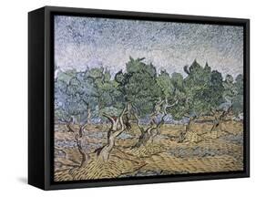 Olive Orchard, Violet Soil-Vincent van Gogh-Framed Stretched Canvas