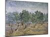 Olive Orchard, Violet Soil-Vincent van Gogh-Mounted Giclee Print