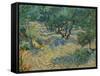 Olive Orchard-Vincent van Gogh-Framed Stretched Canvas