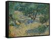 Olive Orchard-Vincent van Gogh-Framed Stretched Canvas