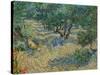 Olive Orchard-Vincent van Gogh-Stretched Canvas