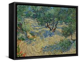 Olive Orchard-Vincent van Gogh-Framed Stretched Canvas