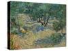 Olive Orchard-Vincent van Gogh-Stretched Canvas