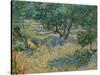 Olive Orchard-Vincent van Gogh-Stretched Canvas