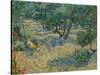 Olive Orchard-Vincent van Gogh-Stretched Canvas