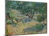 Olive Orchard-Vincent van Gogh-Mounted Giclee Print