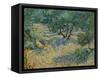Olive Orchard-Vincent van Gogh-Framed Stretched Canvas