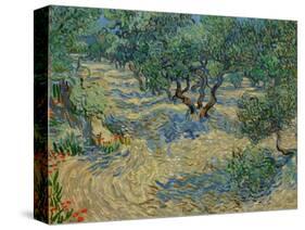 Olive Orchard-Vincent van Gogh-Stretched Canvas