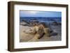 Olive Ridley Sea Turtle nesting, Arribada, Playa Morro Ayuta, Mexico-Claudio Contreras-Framed Photographic Print