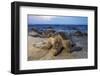 Olive Ridley Sea Turtle nesting, Arribada, Playa Morro Ayuta, Mexico-Claudio Contreras-Framed Photographic Print