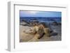 Olive Ridley Sea Turtle nesting, Arribada, Playa Morro Ayuta, Mexico-Claudio Contreras-Framed Photographic Print