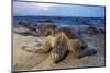 Olive Ridley Sea Turtle nesting, Arribada, Playa Morro Ayuta, Mexico-Claudio Contreras-Mounted Photographic Print