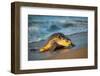 Olive ridley turtle coming ashore at dawn to lay eggs, Mexico-Tui De Roy-Framed Photographic Print