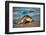 Olive ridley turtle coming ashore at dawn to lay eggs, Mexico-Tui De Roy-Framed Photographic Print