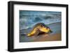 Olive ridley turtle coming ashore at dawn to lay eggs, Mexico-Tui De Roy-Framed Photographic Print