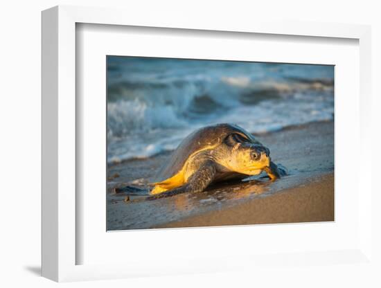 Olive ridley turtle coming ashore at dawn to lay eggs, Mexico-Tui De Roy-Framed Photographic Print