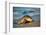 Olive ridley turtle coming ashore at dawn to lay eggs, Mexico-Tui De Roy-Framed Photographic Print