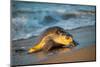 Olive ridley turtle coming ashore at dawn to lay eggs, Mexico-Tui De Roy-Mounted Photographic Print