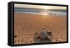 Olive Ridley Turtle Hatchling, Baja, Mexico-Paul Souders-Framed Stretched Canvas