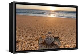 Olive Ridley Turtle Hatchling, Baja, Mexico-Paul Souders-Framed Stretched Canvas